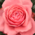 Růžová - Čajohybridy - Elaine Paige™